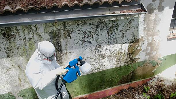 Top rated local Mold Remediation specialists in Leland, MI